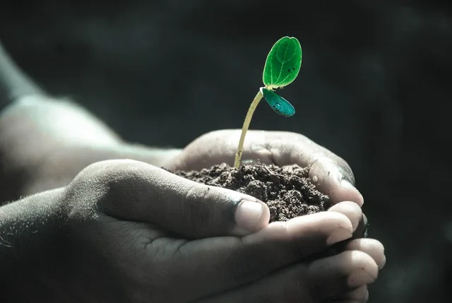 hands, macro, plant, soil, grow, life, gray life, nature, gray plant, gray plants. Growing a membership community audience over a single month